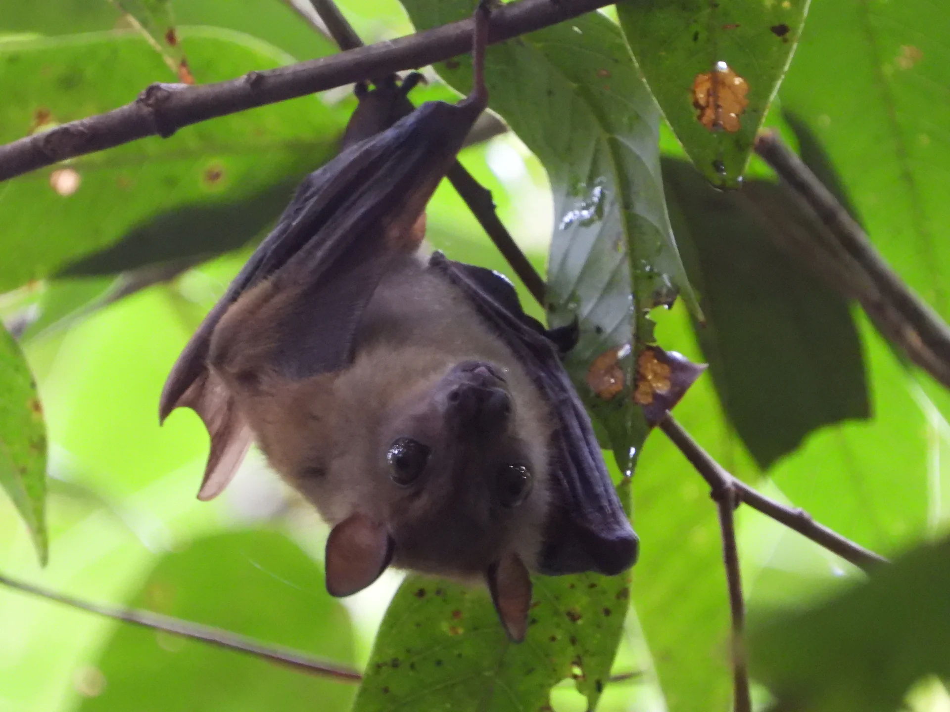 Bat in natural habitat