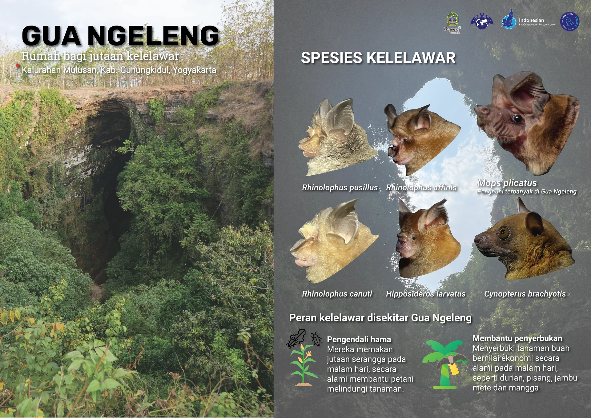 Poster Kelelawar di Gua Ngeleng, Yogyakarta